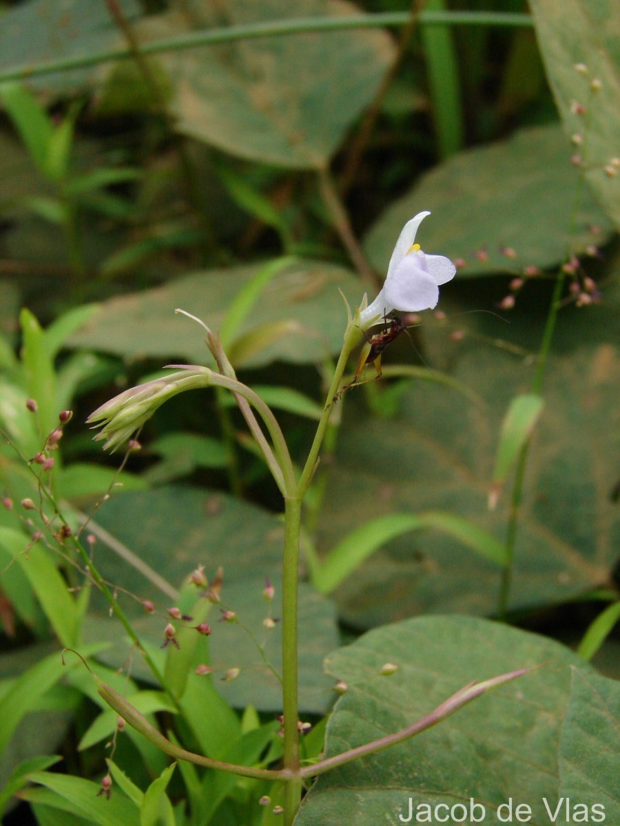 Bonnaya antipoda (L.) Druce